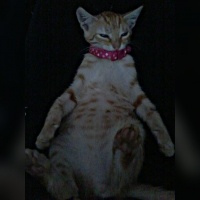 Kedi  prenses fotoğrafı