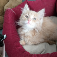 Norwegian Forest, Kedi  Himera fotoğrafı