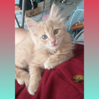 Norwegian Forest, Kedi  Himera fotoğrafı