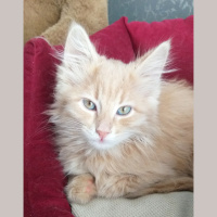 Norwegian Forest, Kedi  Himera fotoğrafı