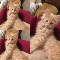 Norwegian Forest, Kedi  Himera fotoğrafı