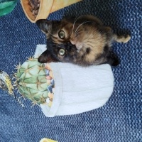 Bombay, Kedi  Pekmez fotoğrafı