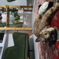Bombay, Kedi  Pekmez fotoğrafı