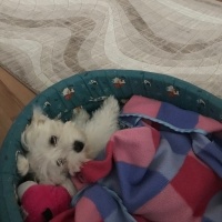 Maltese, Köpek  Misha fotoğrafı