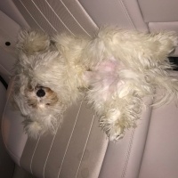 Maltese, Köpek  Misha fotoğrafı
