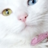 Van Kedisi, Kedi  Mia fotoğrafı