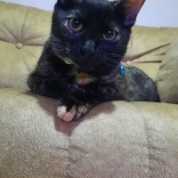 Tekir Kedi, Kedi  Zilli fotoğrafı