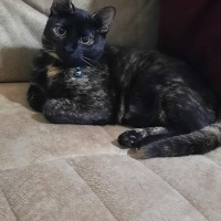 Tekir Kedi, Kedi  Zilli fotoğrafı