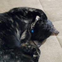 Tekir Kedi, Kedi  Zilli fotoğrafı