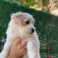 Maltese, Köpek  48 günlük kızımız fotoğrafı