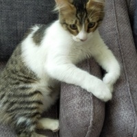 Tekir Kedi, Kedi  Mişa fotoğrafı