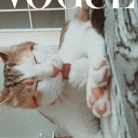 Tekir Kedi, Kedi  Mia fotoğrafı