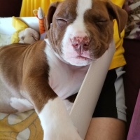 Amerikan Pitbull Terrier, Köpek  Kral fotoğrafı
