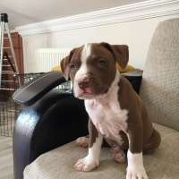 Amerikan Pitbull Terrier, Köpek  Kral fotoğrafı
