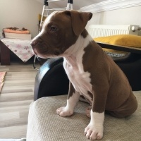 Amerikan Pitbull Terrier, Köpek  Kral fotoğrafı
