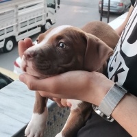 Amerikan Pitbull Terrier, Köpek  Kral fotoğrafı