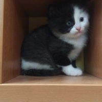 Tekir Kedi, Kedi  Sufle fotoğrafı