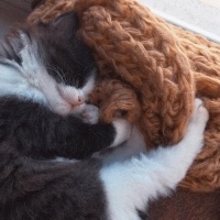 Tekir Kedi, Kedi  Sufle fotoğrafı