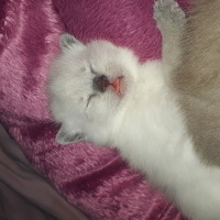 British Shorthair, Kedi  mia fotoğrafı