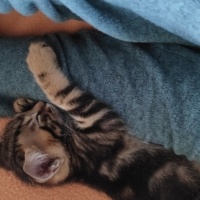Tekir Kedi, Kedi  MİNİK ÇİKO'YA ÖMÜRLÜK YUVA fotoğrafı