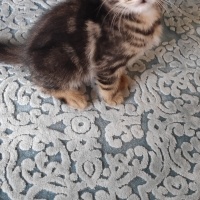 Tekir Kedi, Kedi  MİNİK ÇİKO'YA ÖMÜRLÜK YUVA fotoğrafı