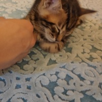 Tekir Kedi, Kedi  MİNİK ÇİKO'YA ÖMÜRLÜK YUVA fotoğrafı