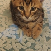 Tekir Kedi, Kedi  MİNİK ÇİKO'YA ÖMÜRLÜK YUVA fotoğrafı