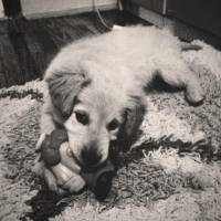 Golden Retriever, Köpek  Chiva fotoğrafı