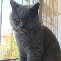 British Shorthair, Kedi  Mia fotoğrafı