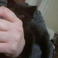 Bombay, Kedi  Gece fotoğrafı