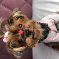 Yorkshire Terrier, Köpek  Karamel fotoğrafı