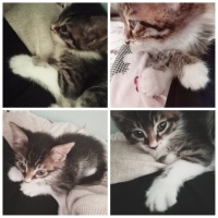 Tekir Kedi, Kedi  Hector fotoğrafı