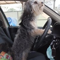 Maltese, Köpek  Pascal fotoğrafı