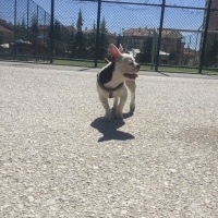 Fransız Bulldog, Köpek  Jessie fotoğrafı