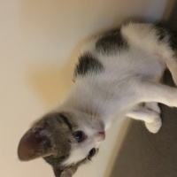 Tekir Kedi, Kedi  Lily fotoğrafı