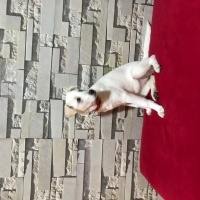 Labrador Retriever, Köpek  Hera fotoğrafı