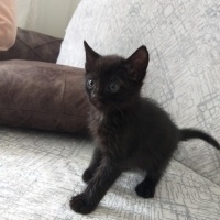 Tekir Kedi, Kedi  yıldız, yumoş, kömür fotoğrafı