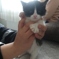 Tekir Kedi, Kedi  yıldız, yumoş, kömür fotoğrafı