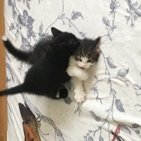 Tekir Kedi, Kedi  yıldız, yumoş, kömür fotoğrafı