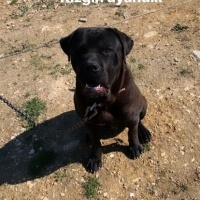 Cane Corso Italiano, Köpek  Oscar fotoğrafı