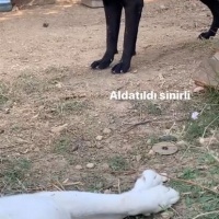 Cane Corso Italiano, Köpek  Oscar fotoğrafı