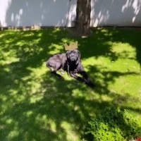 Cane Corso Italiano, Köpek  Oscar fotoğrafı