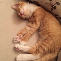 Tekir Kedi, Kedi  Paspas fotoğrafı