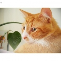 Tekir Kedi, Kedi  Paspas fotoğrafı