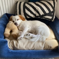 King Charles Spaniel, Köpek  VEGA fotoğrafı