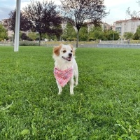 King Charles Spaniel, Köpek  VEGA fotoğrafı