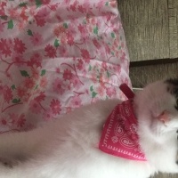 Tekir Kedi, Kedi  İzmir fotoğrafı