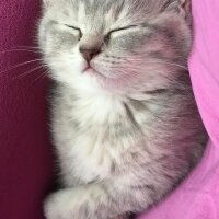 British Shorthair, Kedi  Silva fotoğrafı