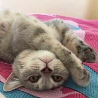 British Shorthair, Kedi  Silva fotoğrafı