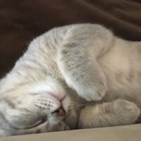 British Shorthair, Kedi  Silva fotoğrafı